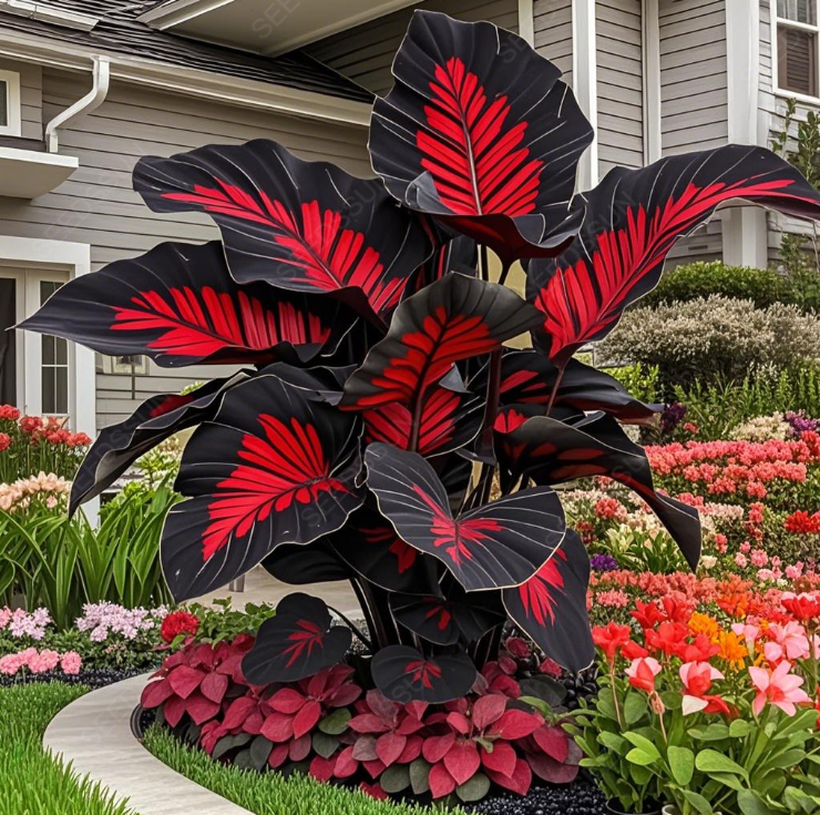 Red&Green Giant Caladium Bulbs