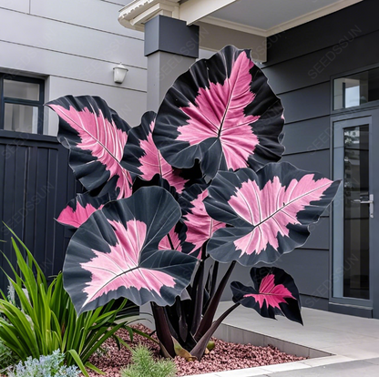 Pink&Black Giant Caladium Bulbs