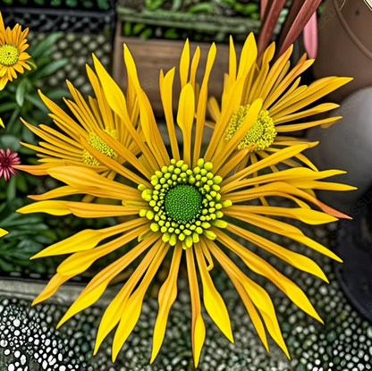 Colorful Sparklers Chrysanthemum Seeds