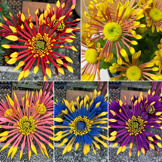 Colorful Sparklers Chrysanthemum Seeds