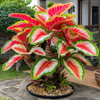 Royal Blue - Giant Caladium Bulbs
