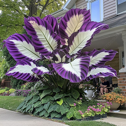 Pink&Black Giant Caladium Bulbs