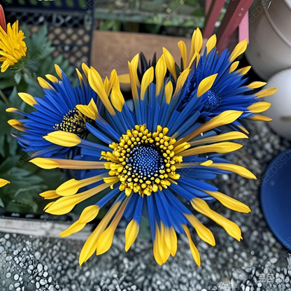 Colorful Sparklers Chrysanthemum Seeds