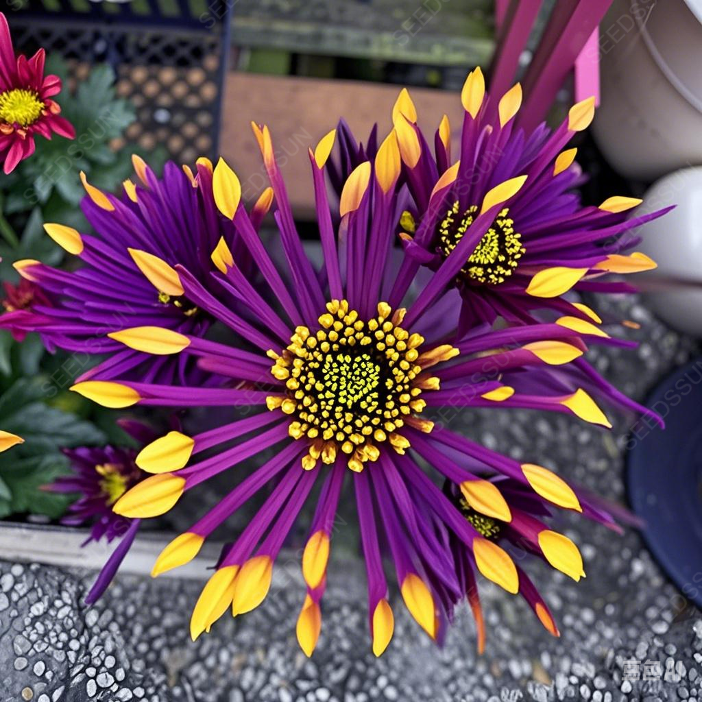 Colorful Sparklers Chrysanthemum Seeds