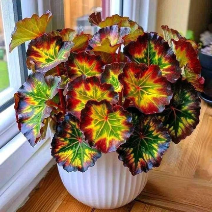 Dazzling Begonia Seeds