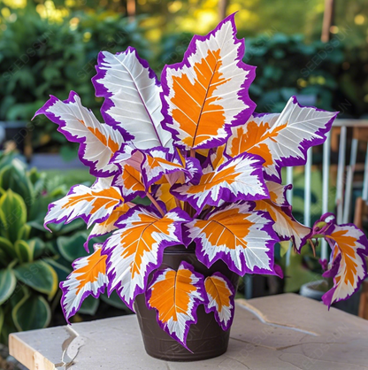 Royal Blue - Giant Caladium Bulbs