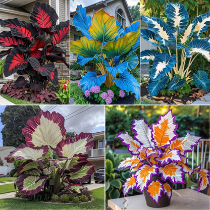 Royal Blue - Giant Caladium Bulbs