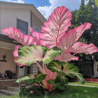 Royal Blue - Giant Caladium Bulbs