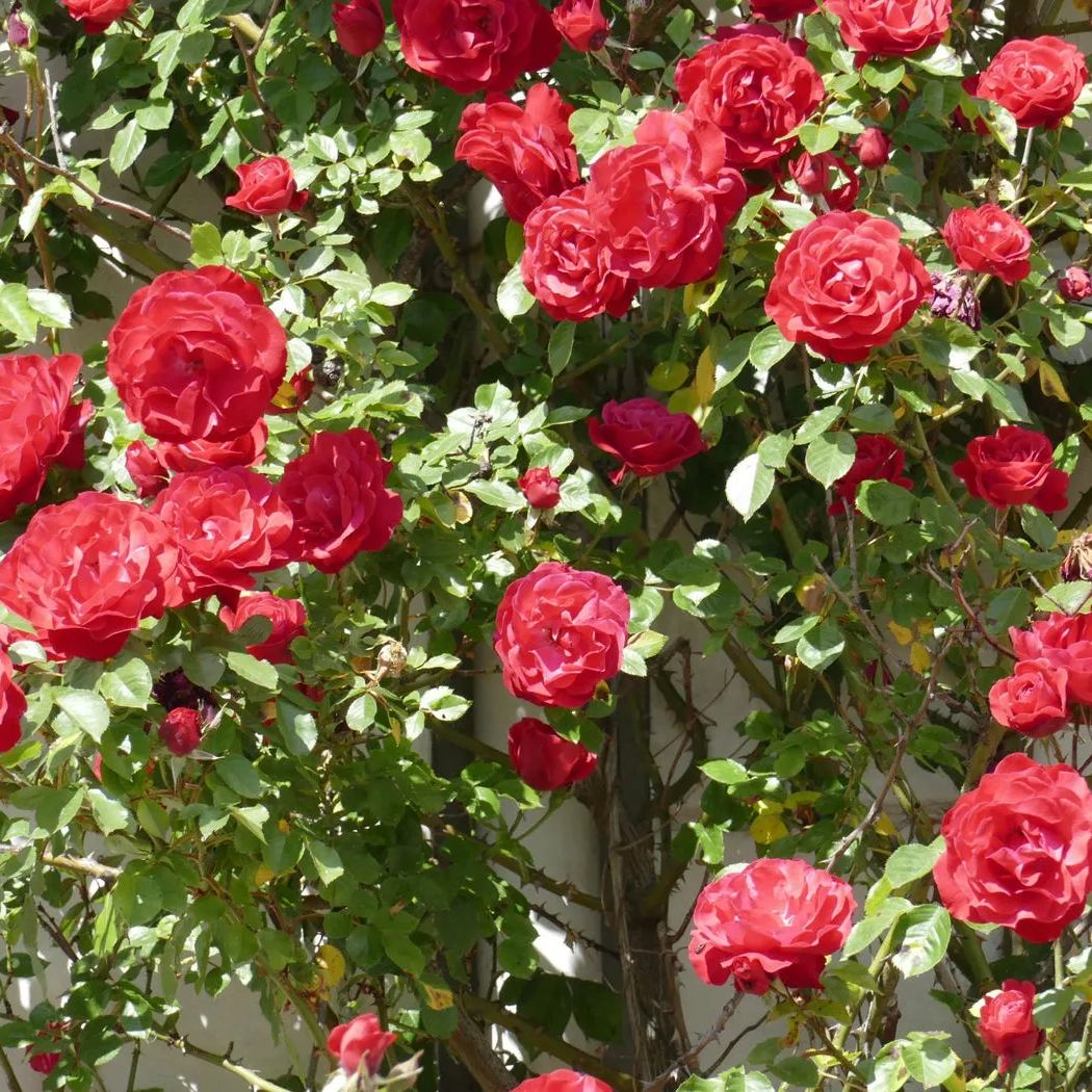 Explosion Climbing Rose Seeds
