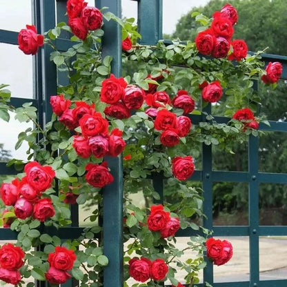 Explosion Climbing Rose Seeds
