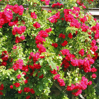 Explosion Climbing Rose Seeds