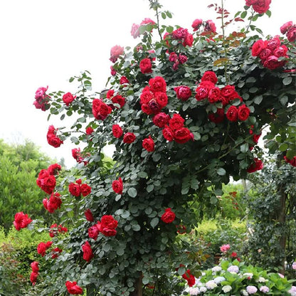 Explosion Climbing Rose Seeds