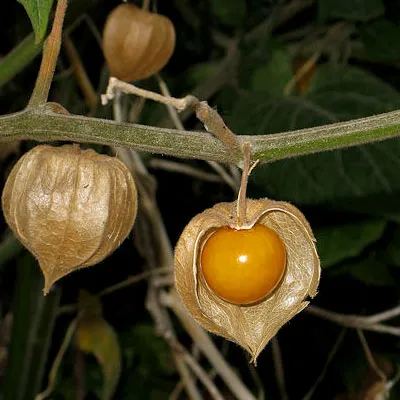 Physalis Peruviana Fruit - Lantern Fruit Seeds