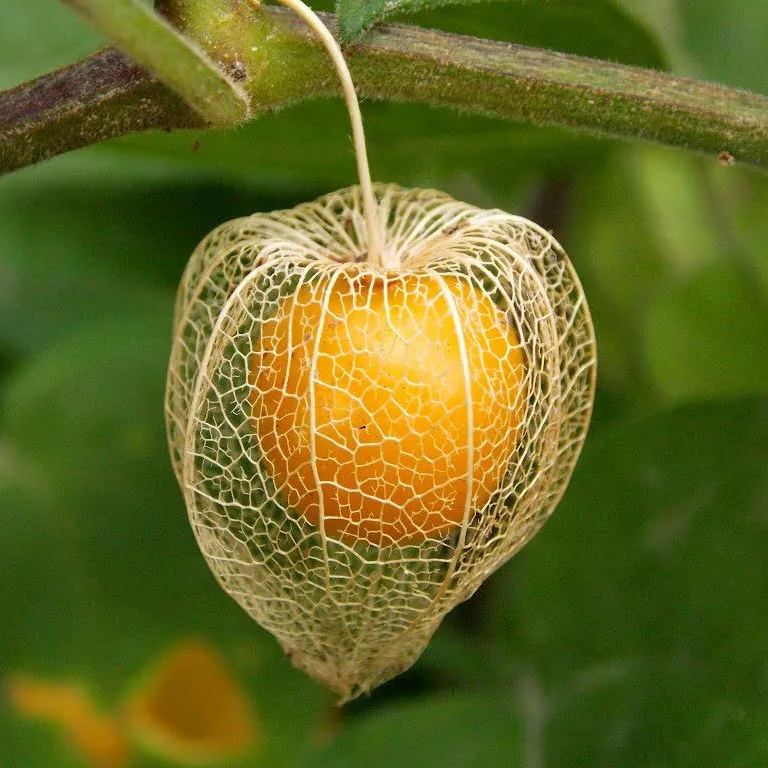 Physalis Peruviana Fruit - Lantern Fruit Seeds