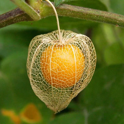 Physalis Peruviana Fruit - Lantern Fruit Seeds