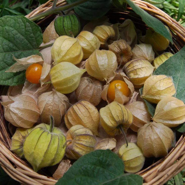 Physalis Peruviana Fruit - Lantern Fruit Seeds