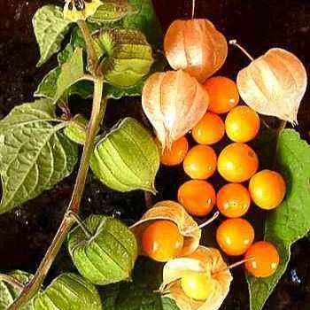 Physalis Peruviana Fruit - Lantern Fruit Seeds