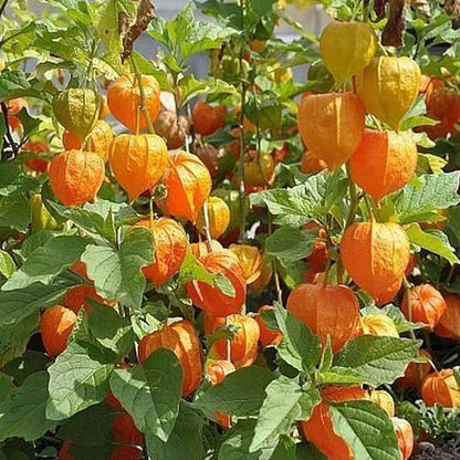 Physalis Peruviana Fruit - Lantern Fruit Seeds