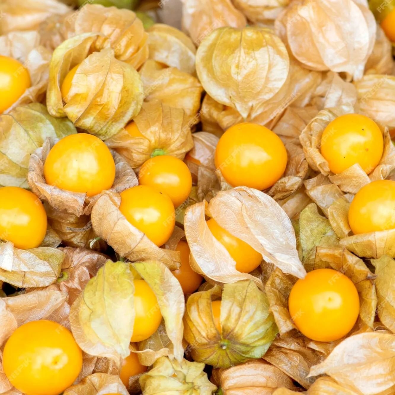Physalis Peruviana Fruit - Lantern Fruit Seeds