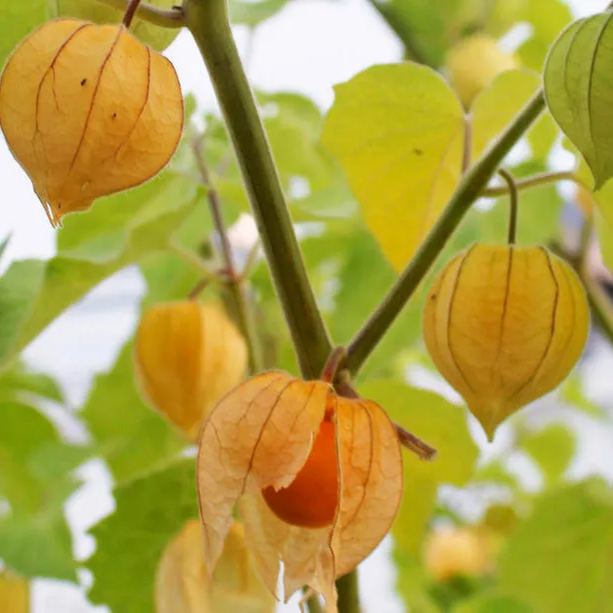 Physalis Peruviana Fruit - Lantern Fruit Seeds