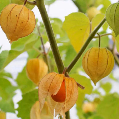 Physalis Peruviana Fruit - Lantern Fruit Seeds