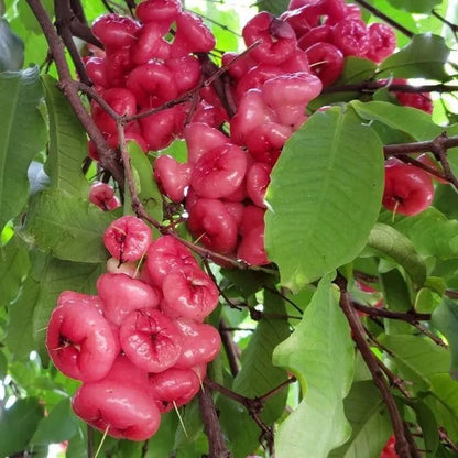 Wax-apple Fruit Seeds 100% Germination Rate