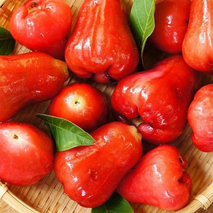 Wax-apple Fruit Seeds 100% Germination Rate