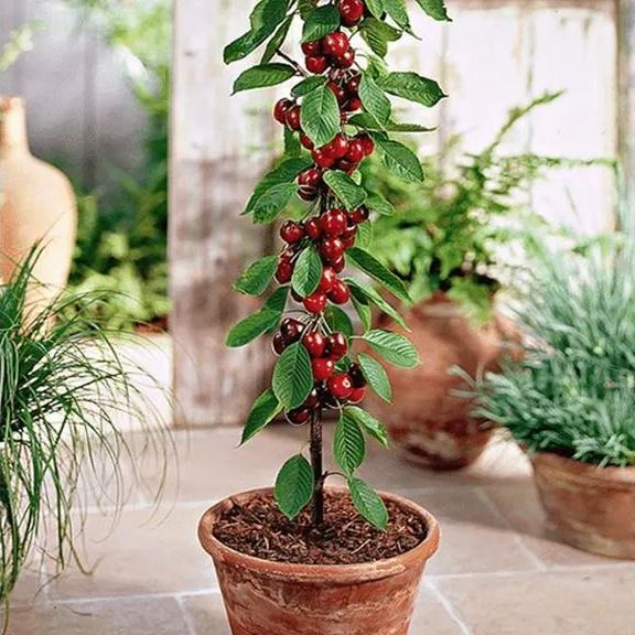 Rainier Cherry Fruit Seeds-Big Fruits, High Yield, Pure Sweetness