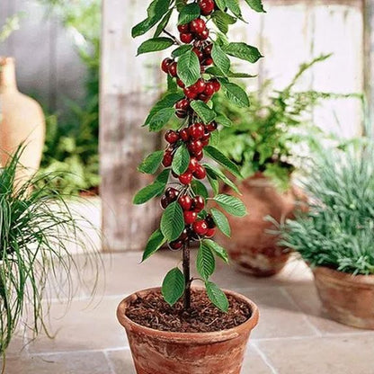 Rainier Cherry Fruit Seeds-Big Fruits, High Yield, Pure Sweetness