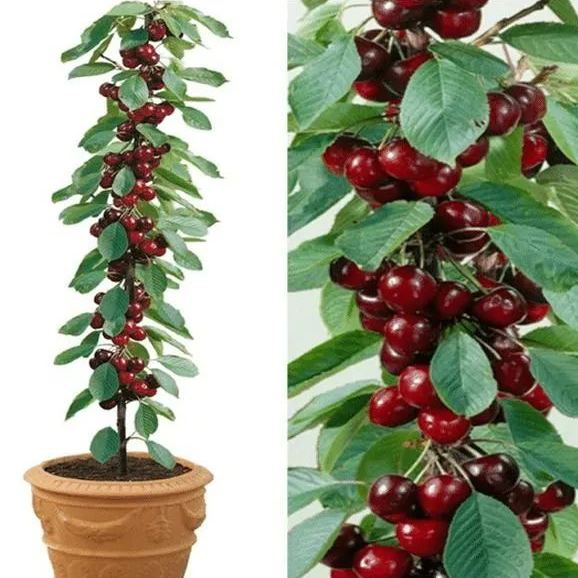 Rainier Cherry Fruit Seeds-Big Fruits, High Yield, Pure Sweetness
