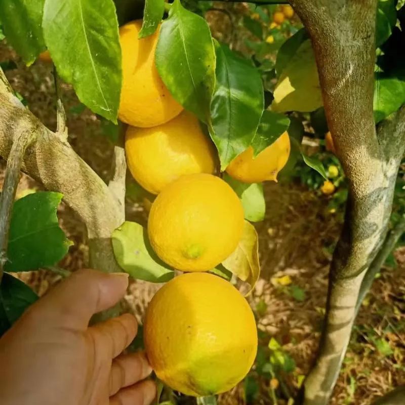 Perfume Lemon Seeds
