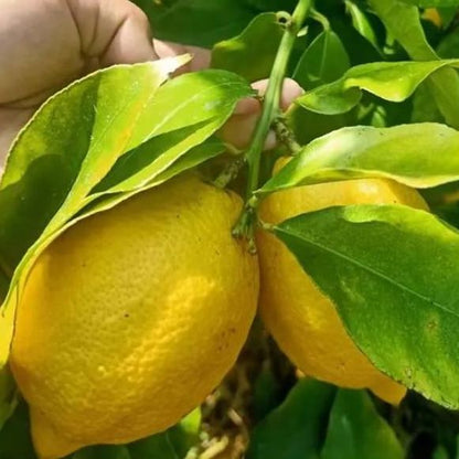 Perfume Lemon Seeds