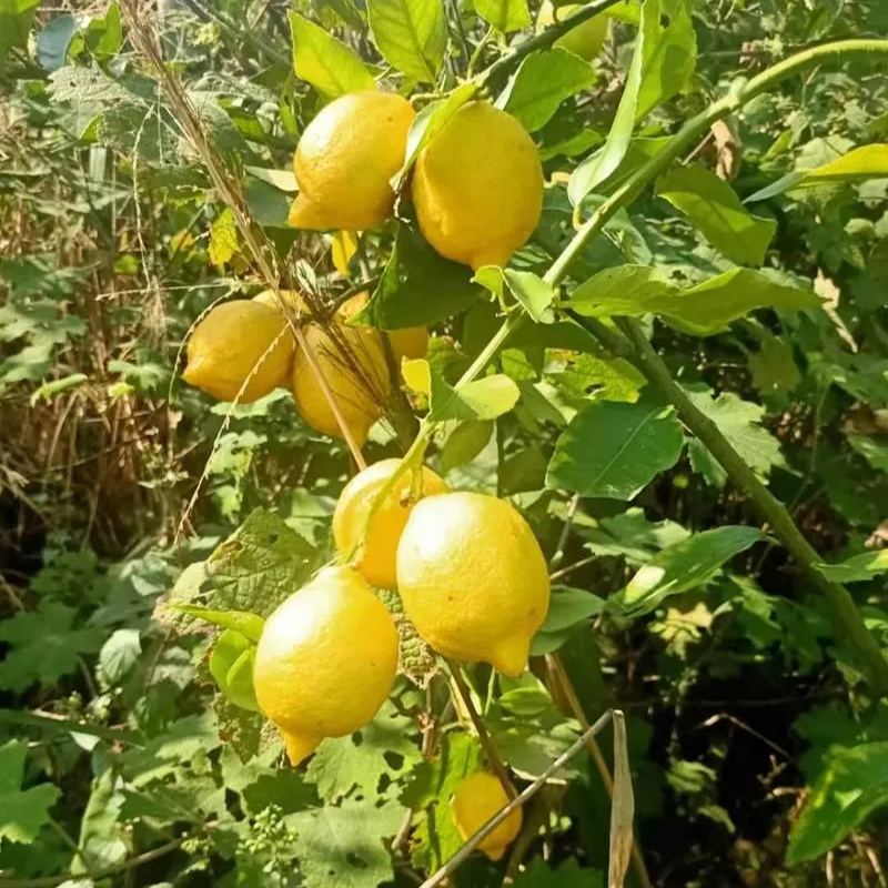 Perfume Lemon Seeds