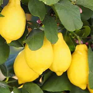 Perfume Lemon Seeds