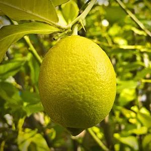 Perfume Lemon Seeds