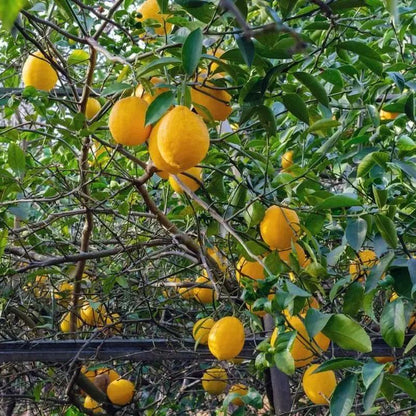 Perfume Lemon Seeds