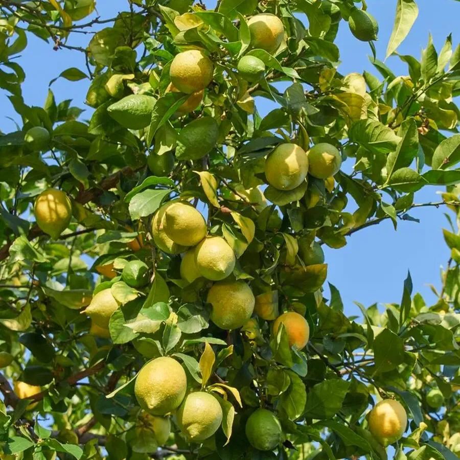Perfume Lemon Seeds