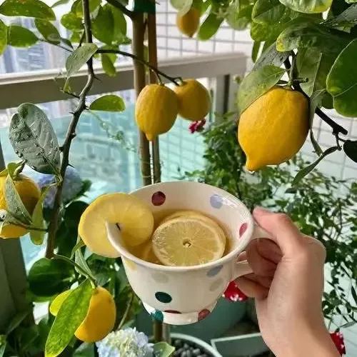 Perfume Lemon Seeds
