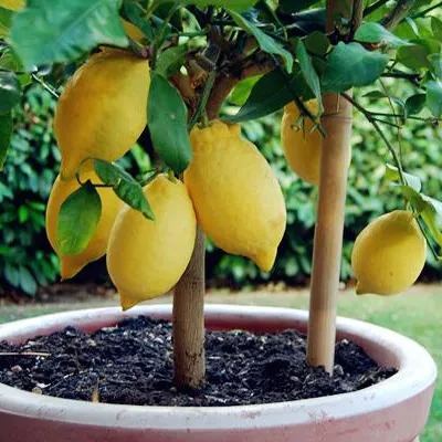 Perfume Lemon Seeds
