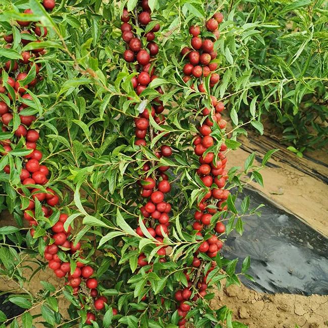Ruby Calcium Berry Seeds