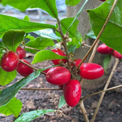 Ruby Calcium Berry Seeds