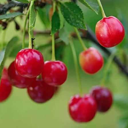 Ruby Calcium Berry Seeds