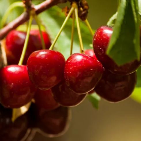 Ruby Calcium Berry Seeds