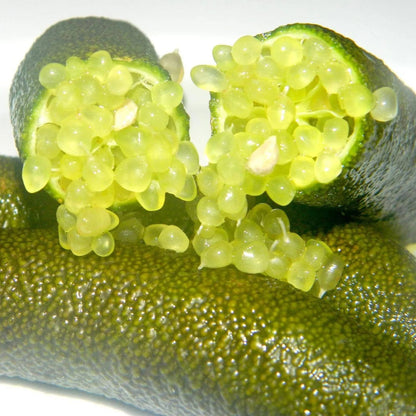 Finger Lime Seeds-Citrus Australasica
