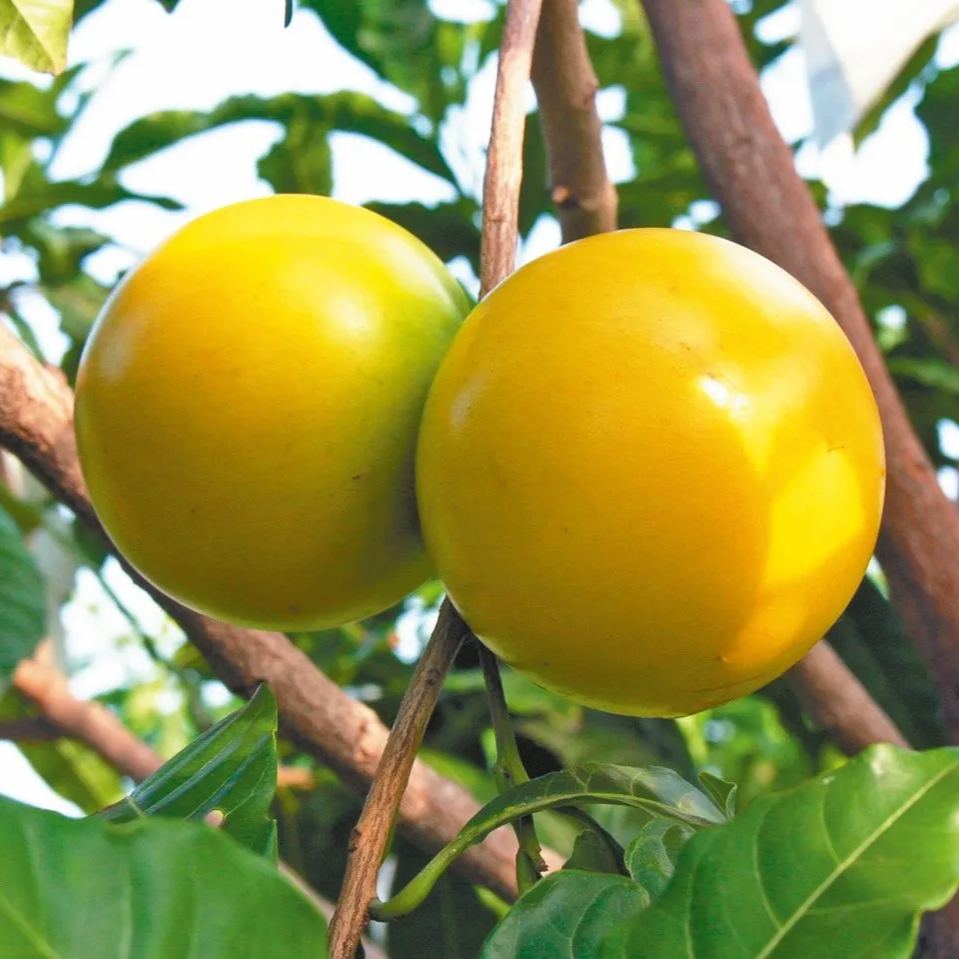Golden Fruit Seeds - Abiu Fruit-Pouteria Caimito
