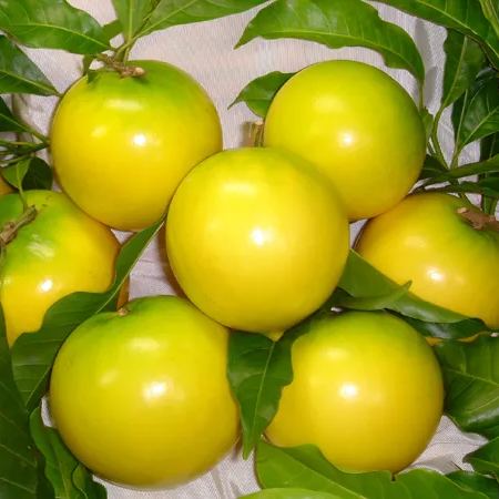 Golden Fruit Seeds - Abiu Fruit-Pouteria Caimito
