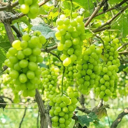 Shine Muscat Tree Seeds-Sunshine Rose Grape