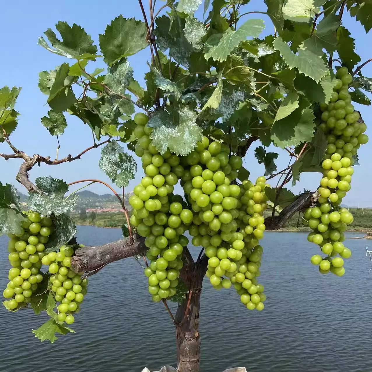 Shine Muscat Tree Seeds-Sunshine Rose Grape