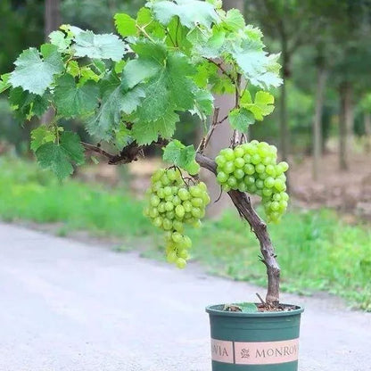 Shine Muscat Tree Seeds-Sunshine Rose Grape