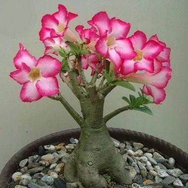 Desert Rose🌹- Multiple Varieties🌈 Heat-Resistant✨